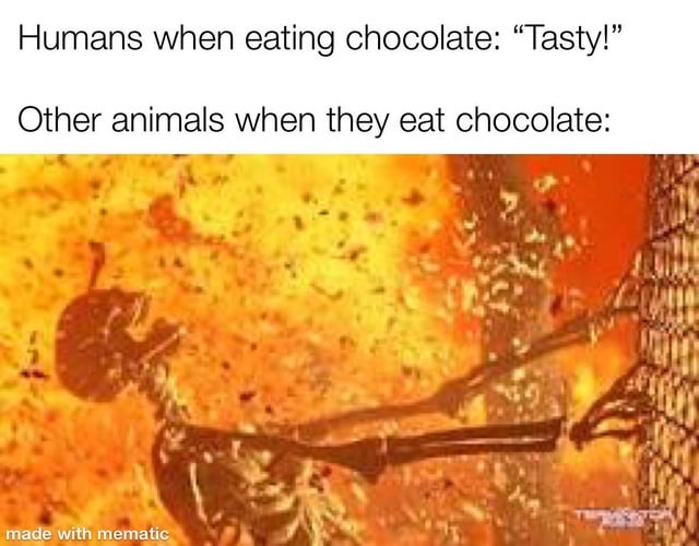 Animals and chocolate – meme