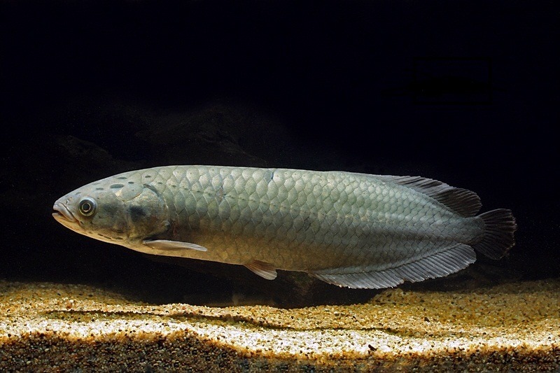 amazon arowana (not really closely related to south american and asian arowanas) – meme