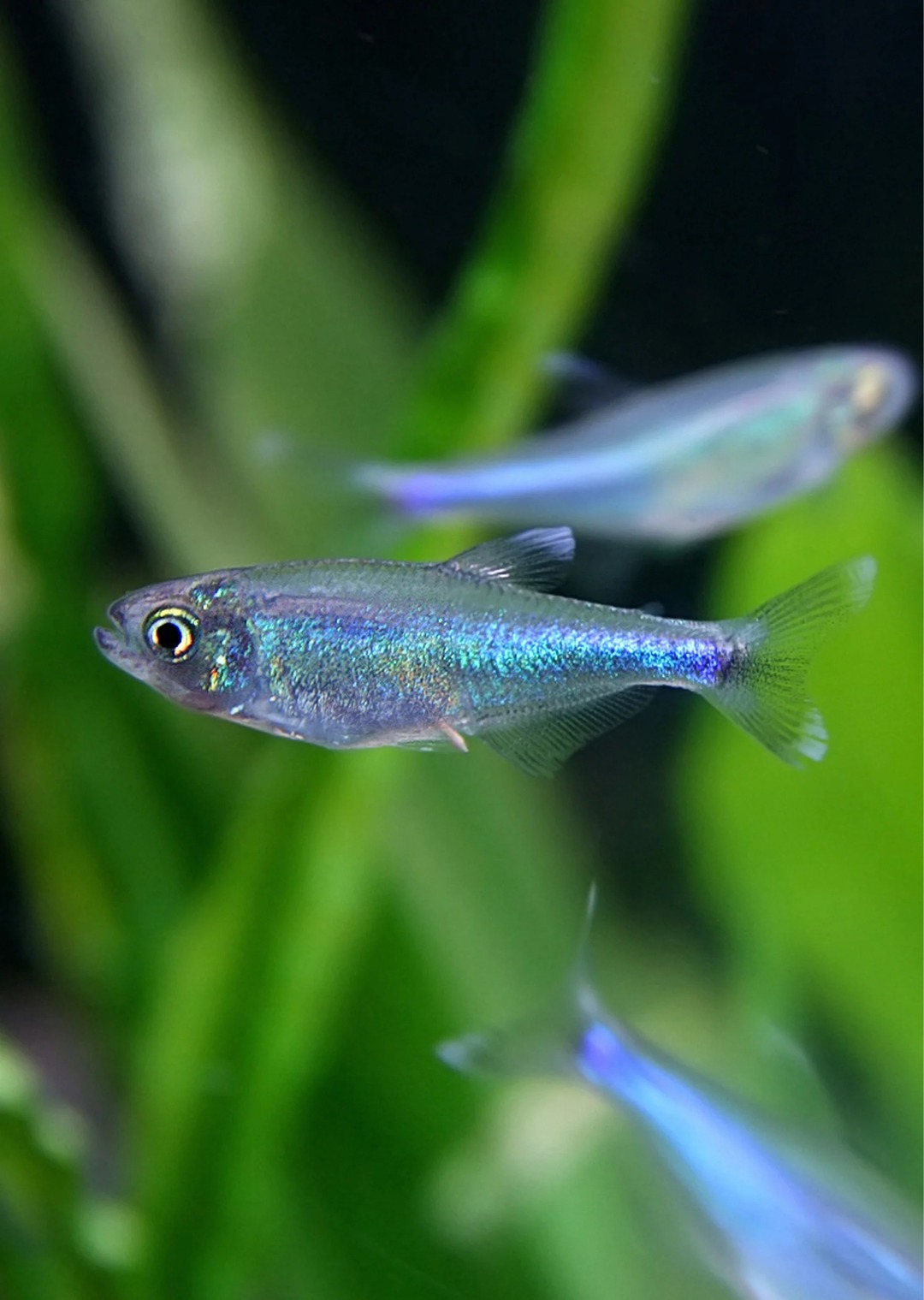 blue tetra (keep in big schools ore they may fight with each other) – meme