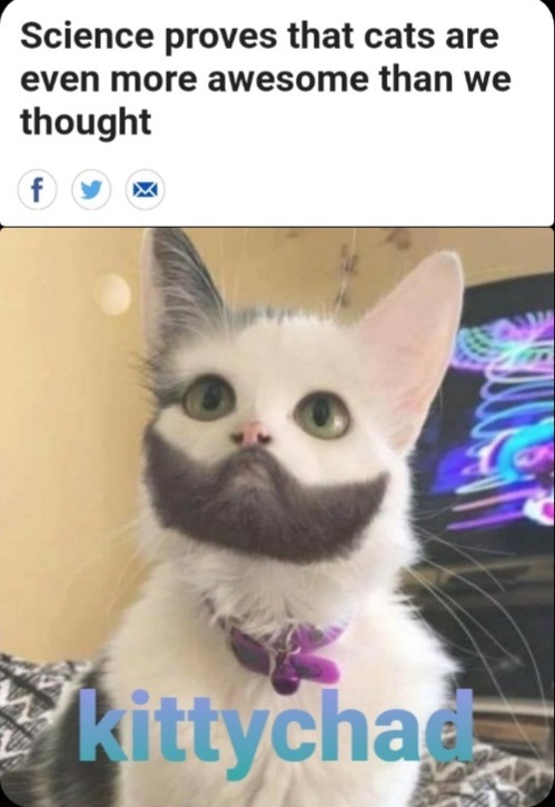 Kittychad – meme