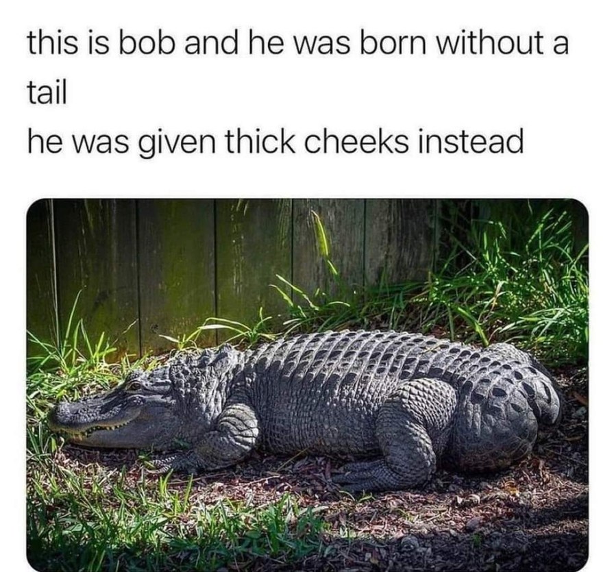 Thicc – meme