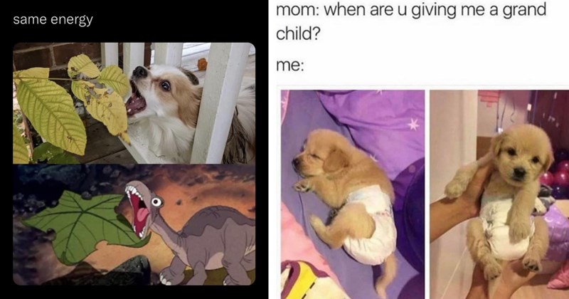 35+ Hilarious Dog Memes for Canine Enthusiasts (August 3, 2023)