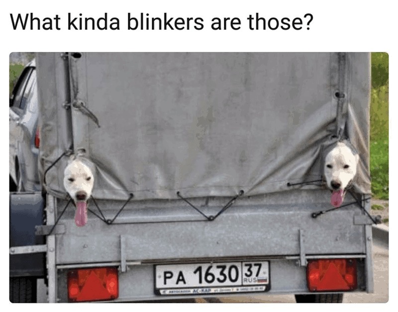 Put on your borkers – meme