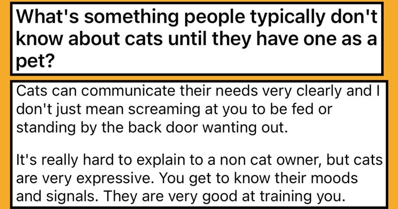 Cat Owners Share Things That People Don’t Know About Cats Until They Get One