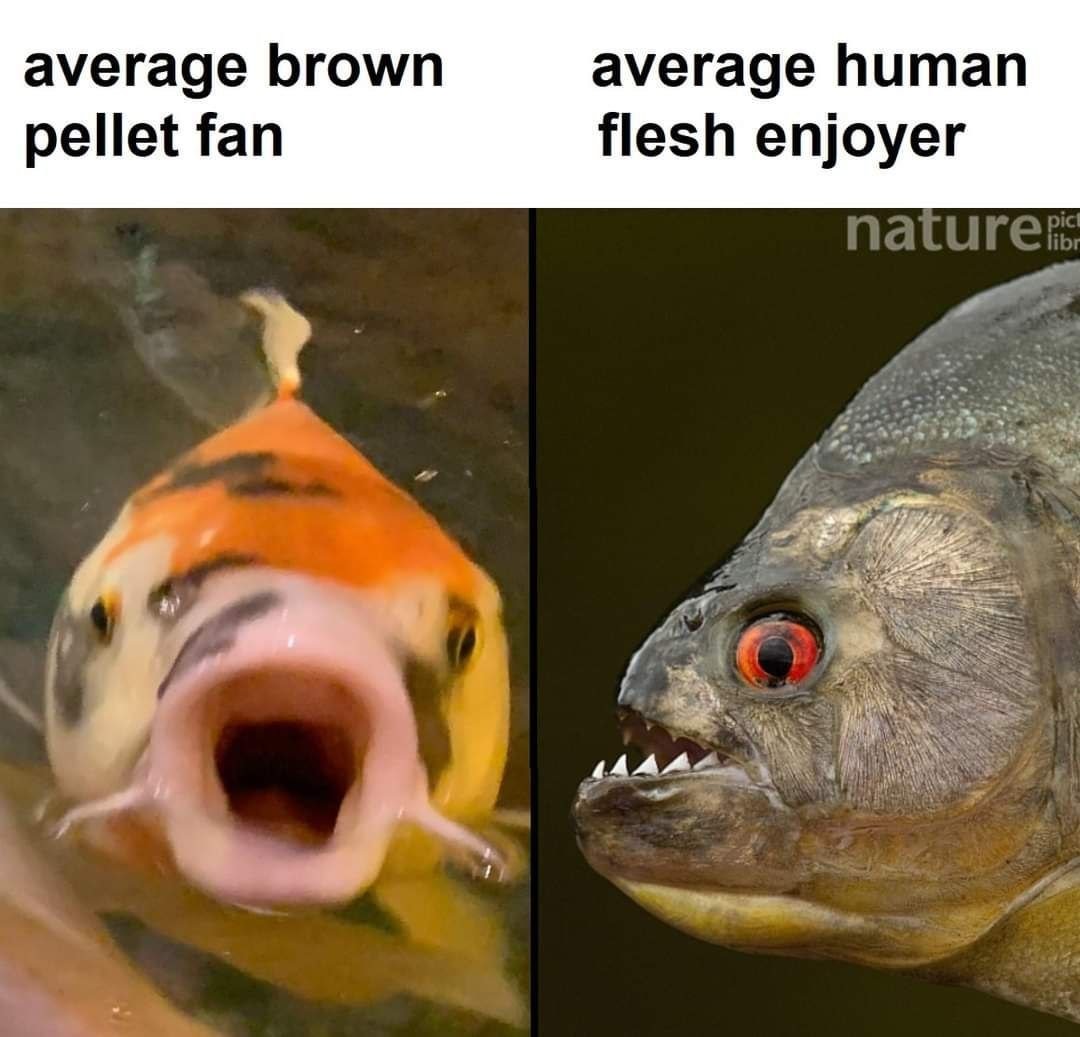 dongs in a fish – meme