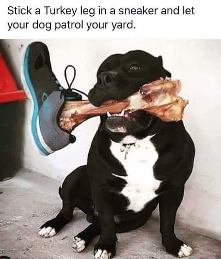 Good boi – meme