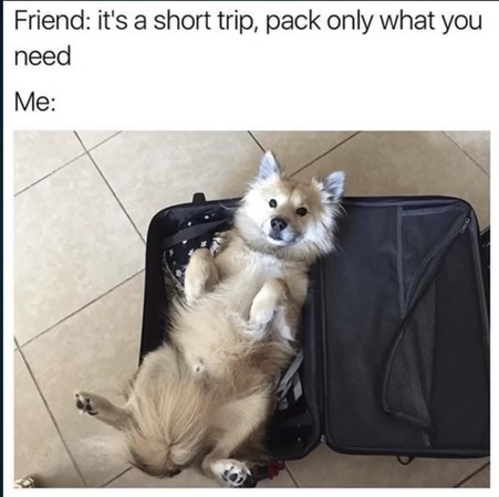 Dogs are the top priority here people! – meme