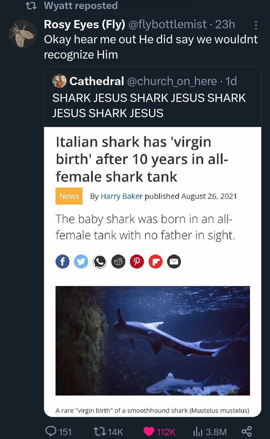 dongs in a shark – meme