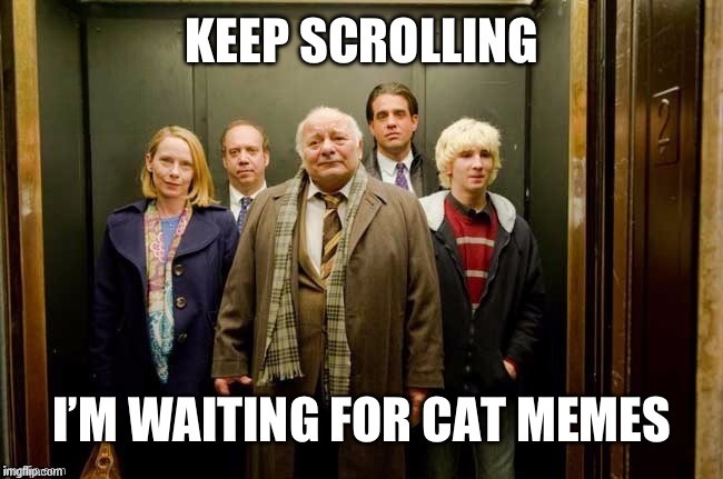 more cats please – meme