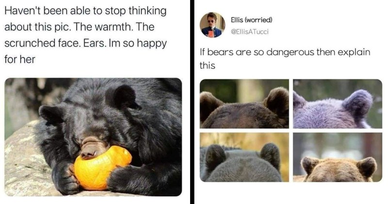 Bear Memes That Are Beary Funny