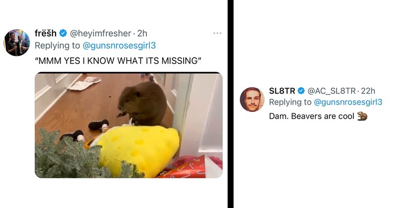 Orphan Beaver Builds Stuffed Animal Dam, Inspires Bewilderment on Twitter