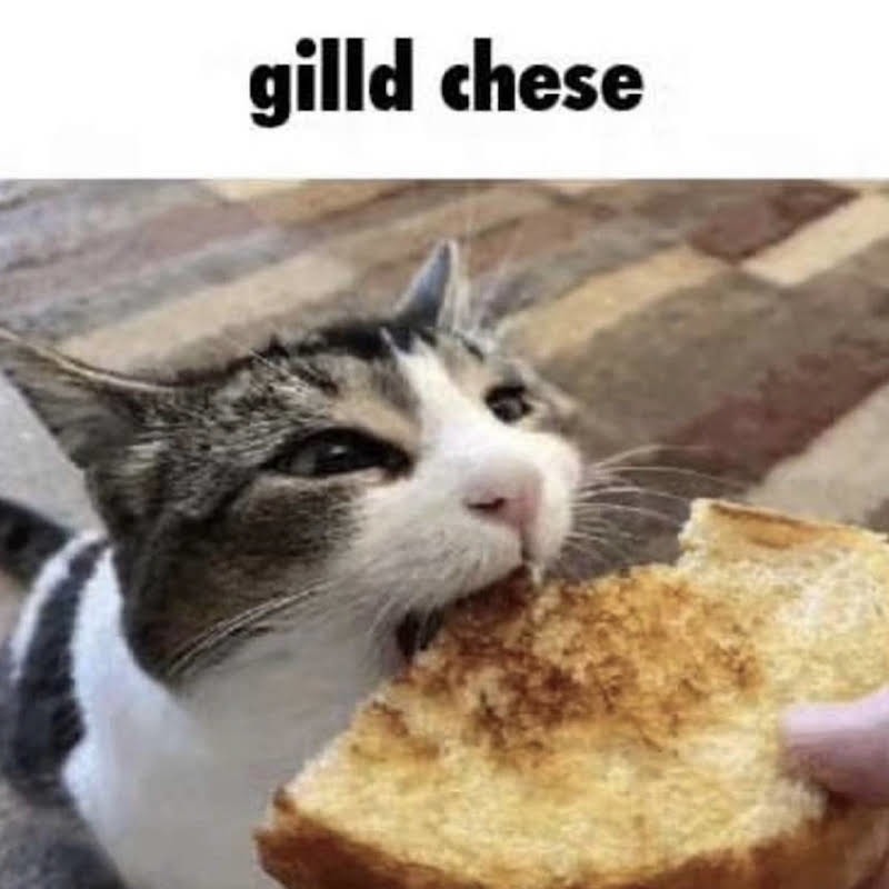 gilld chese – meme