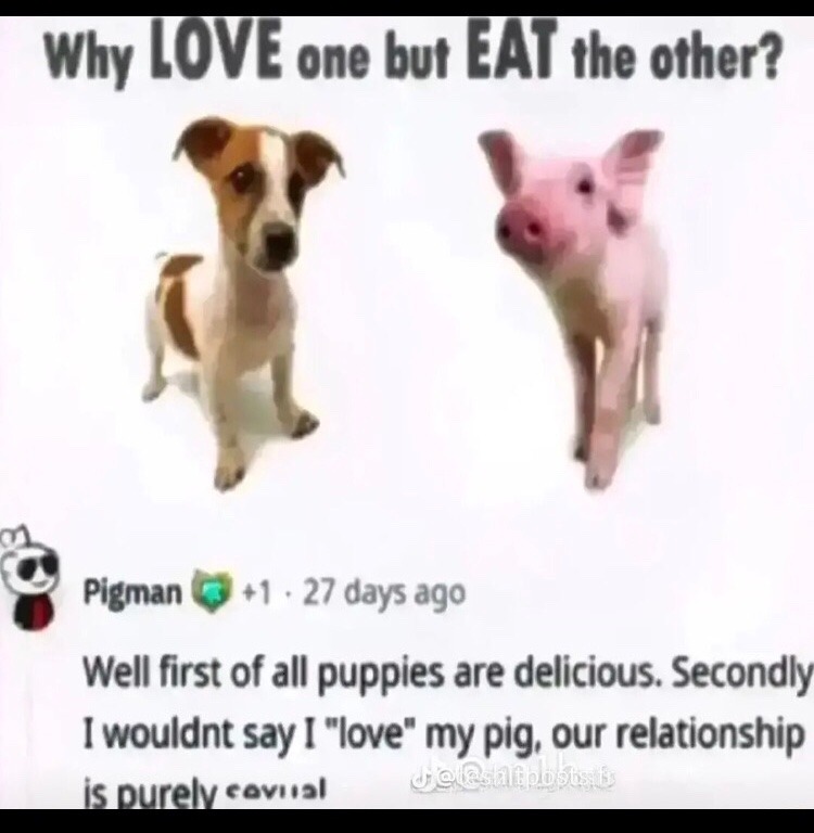 pigs are kinda hot – meme