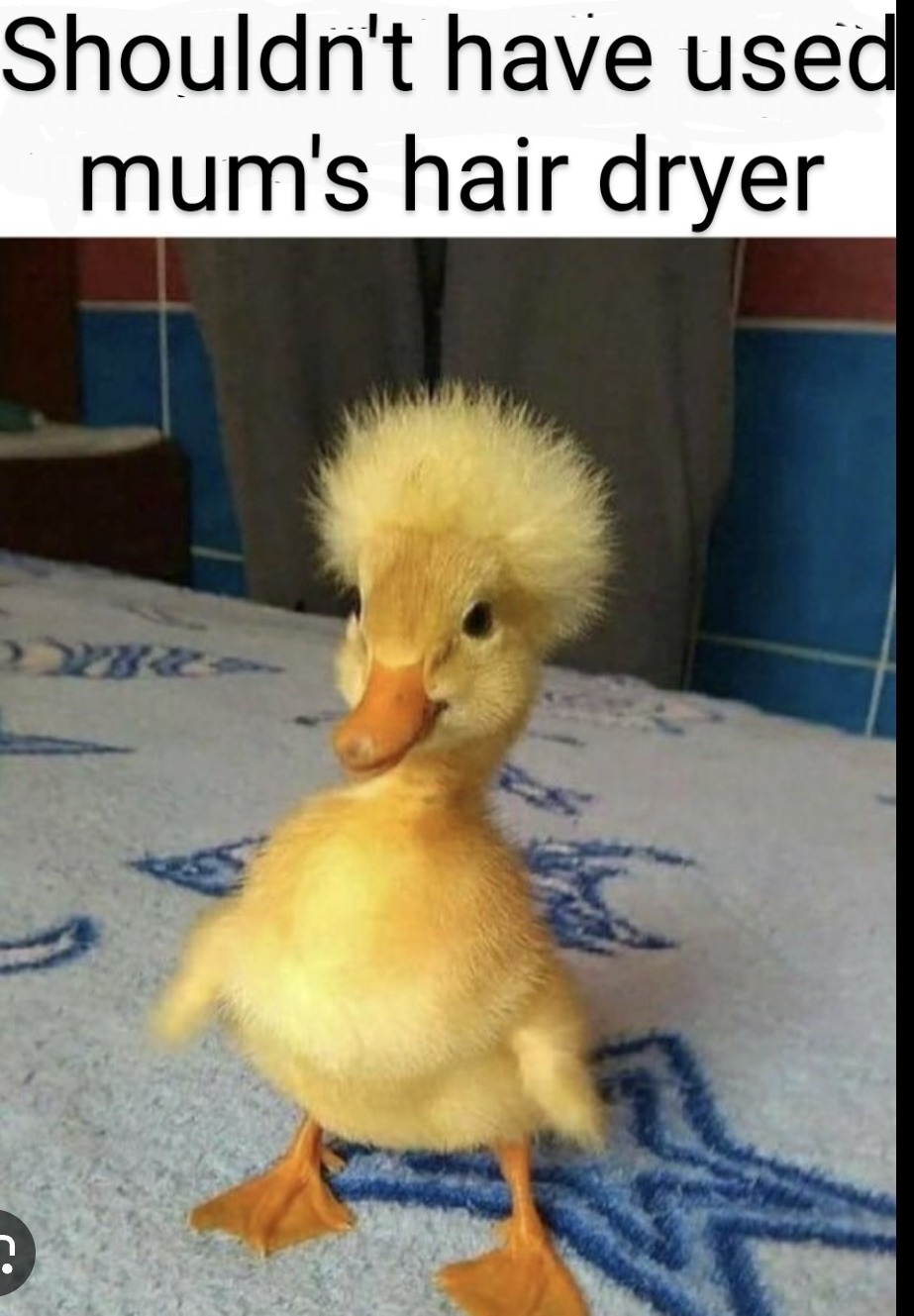 Duck hair dryer – meme