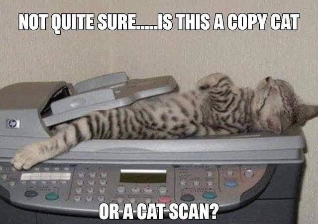 Copy Cat or Cat Scan? – meme