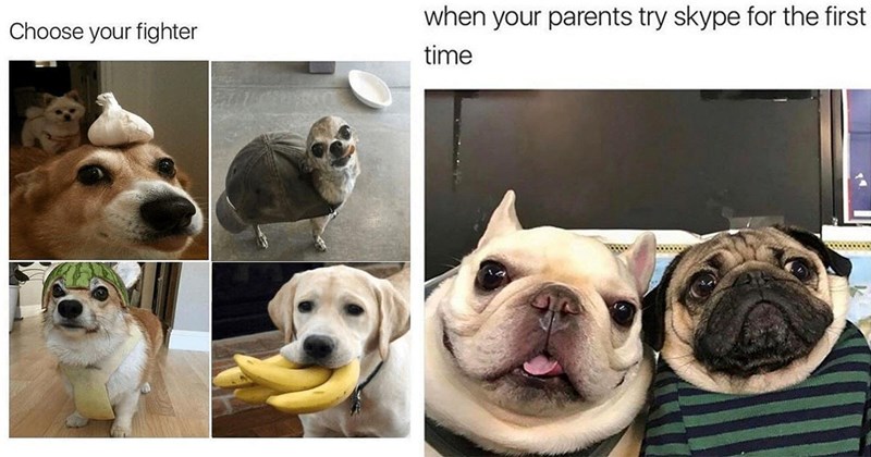 30+ Dog Memes for Delightful Dog Owners (December 14, 2023)