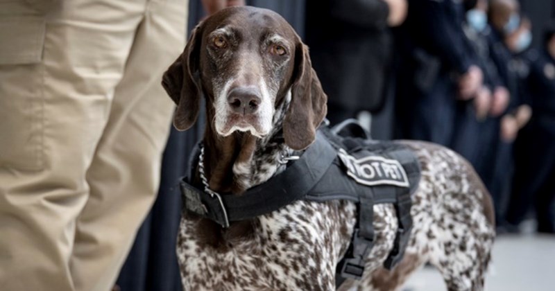 ‘He knows I know he knows better’: Boomer Calls Out Fellow Boomer for Acting ‘Dumb’ When Told Not to Pet His Veteran PTSD Service Dog