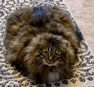 Cat carpet on a carpet for cats – meme