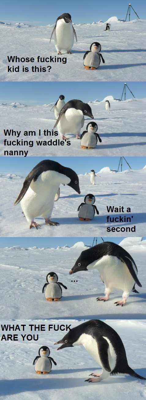 Confused penguin noises – meme