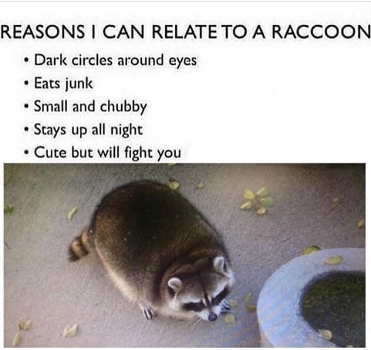 Raccon is my spirit animal – meme