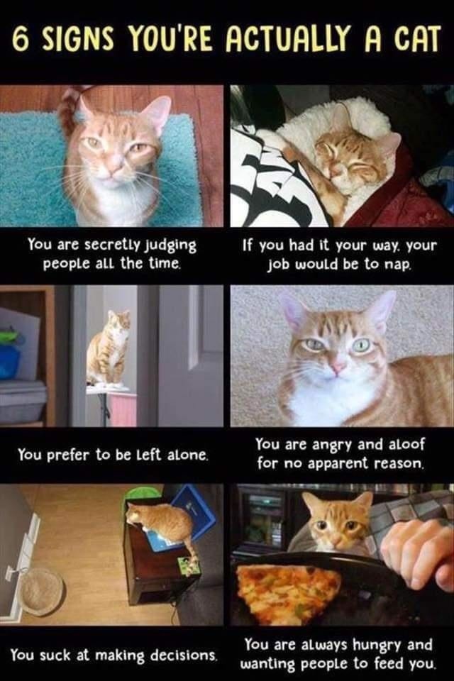 Are you a cat? – meme