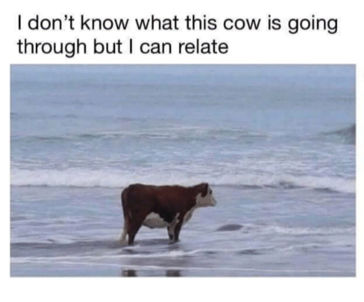 Moo – meme