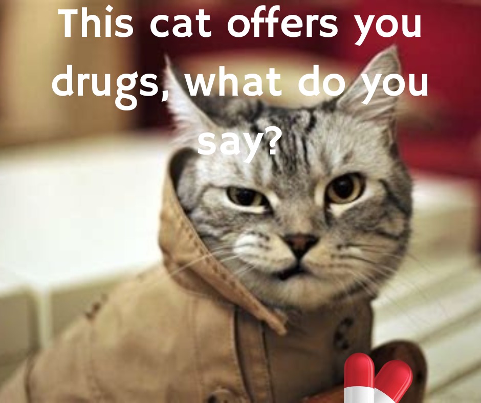 cat offers you substances – meme