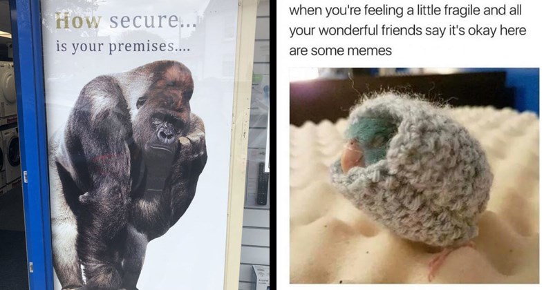 25+ of the Best Animal Memes of the Week (January 20, 2024)