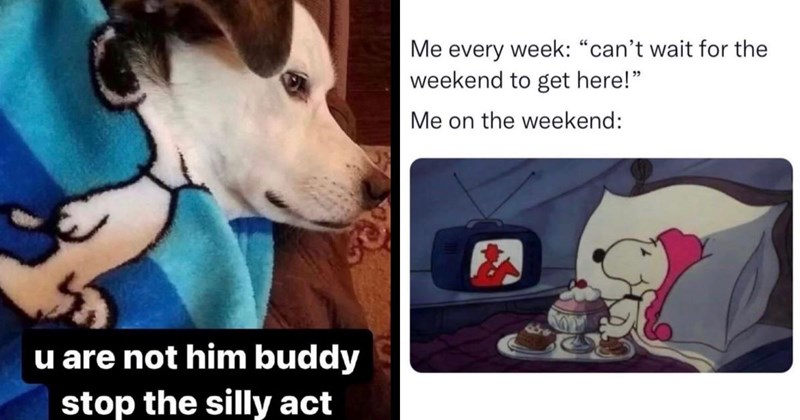 25+ Snoopy Memes That Celebrate Everyone’s Favorite Beagle