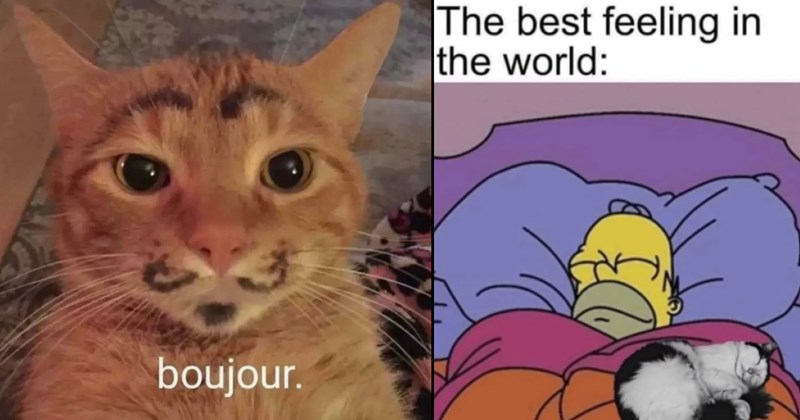 Weekly Treat of 25+ Cat Memes for Feline Fanatics (January 10, 2024)