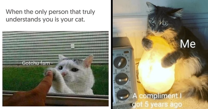 Weekly Treat of Cat Memes for Feline Fanatics (January 17, 2024)