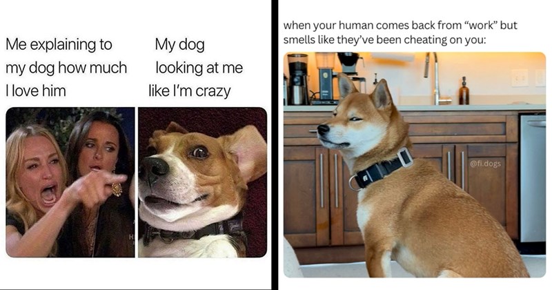 30+ Darling Dog Memes for Canine Enthusiasts (January 18, 2024)