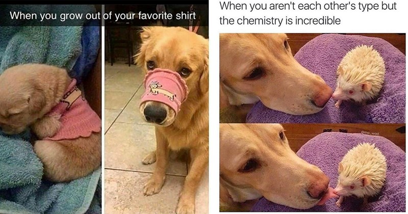 30+ Darling Dog Memes for Canine Enthusiasts (January 25, 2024)