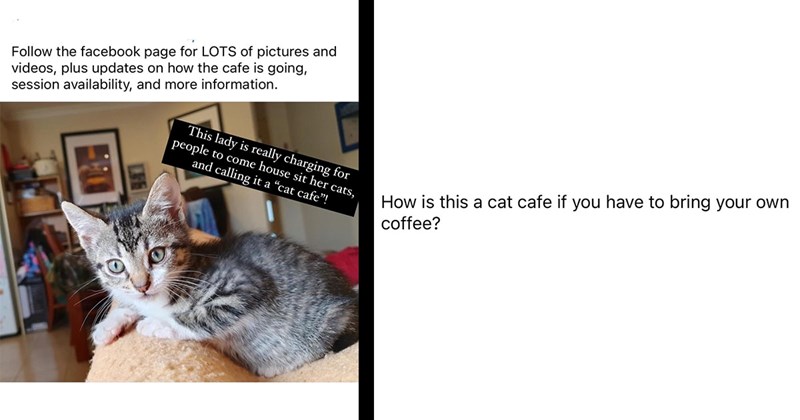 Delusional Lady Charges People to Cat-Sit, Calls It a ‘Cat Cafe’