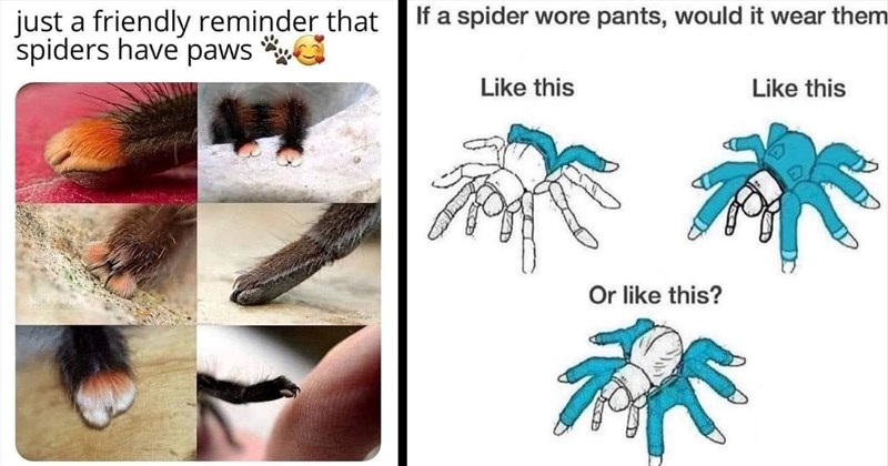 20+ Spider Memes for Arachnid Enthusiasts with 8-Legged Friendos