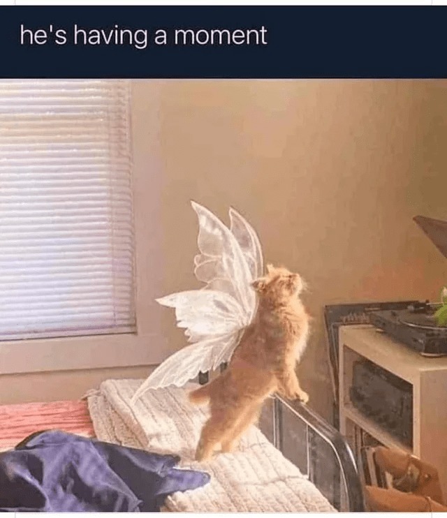 Fairy cat – meme