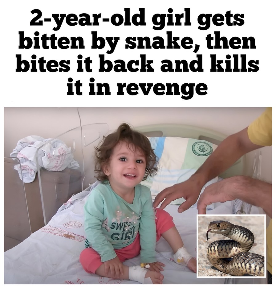 Two years old toddler bites snake back – meme