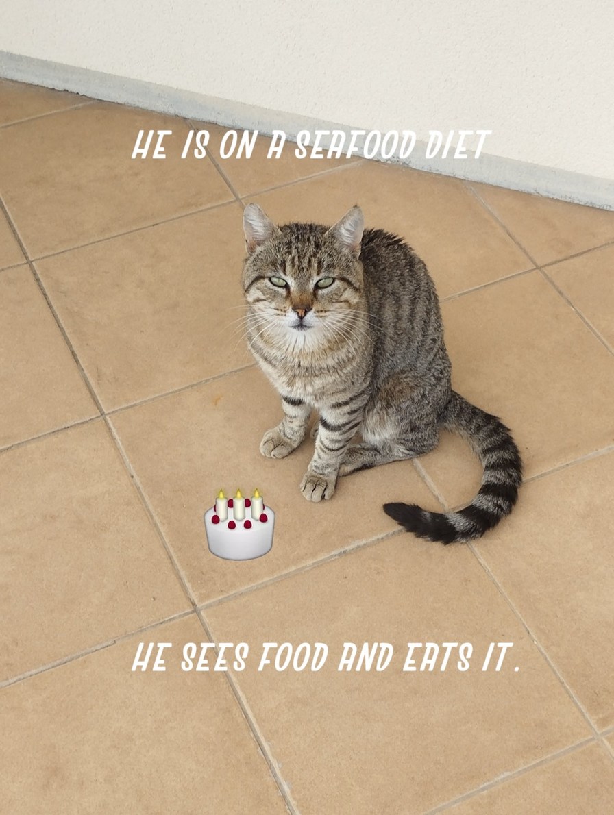 My cat eats too much – meme