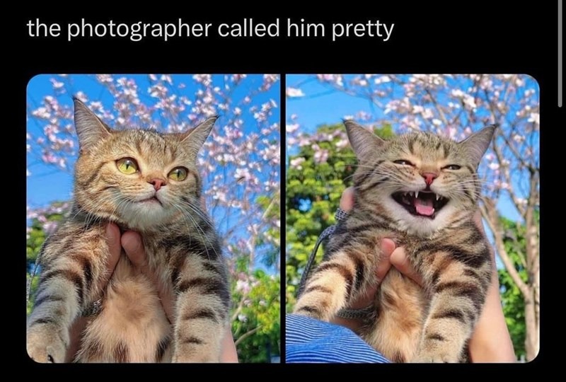 Pretty kitty – meme