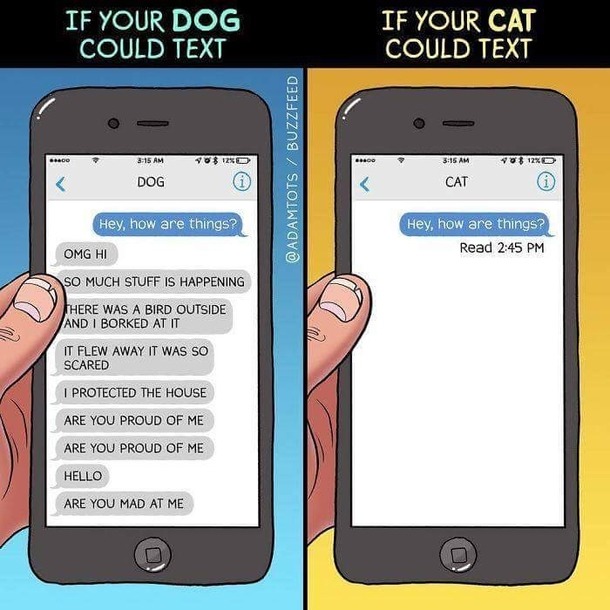 What if you could text your pet? – meme