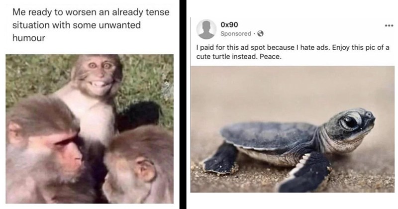 30 Memes for Making Hay While the Sun Shines