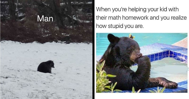 25+ Bear Memes For Grizzly Animal Lovers