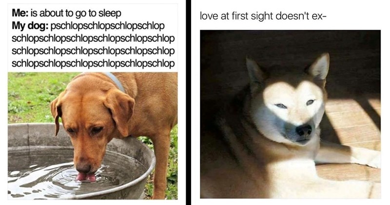 30 Darling Dog Memes for Canine Enthusiasts (February 8, 2024)