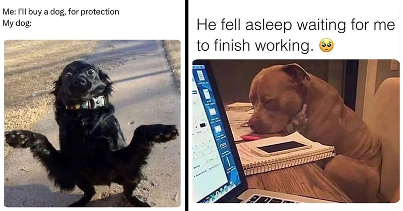 30+ Darling Dog Memes for Canine Enthusiasts (February 15, 2024)