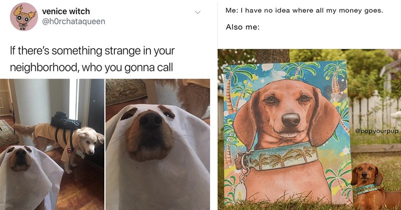 25+ Darling Dog Memes for Canine Enthusiasts (February 22, 2024)