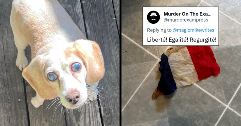 ‘Heave La France’: 13-year-old dog mysteriously throws up French flag, entertains Twitter