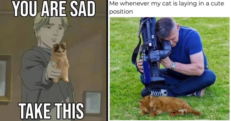 25+ Funniest Cat Memes for Feline Fanatics