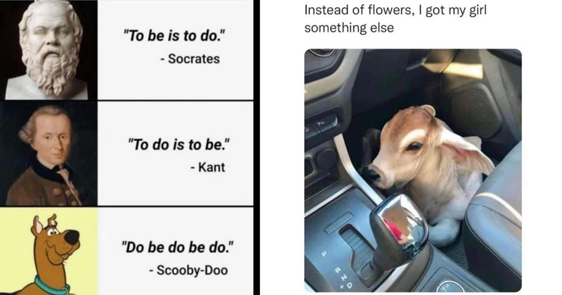 30+ of the Best Animal Memes of the Week (February 17, 2024)