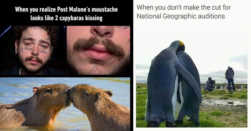 30+ of the Best Animal Memes of the Week (February 10, 2024)