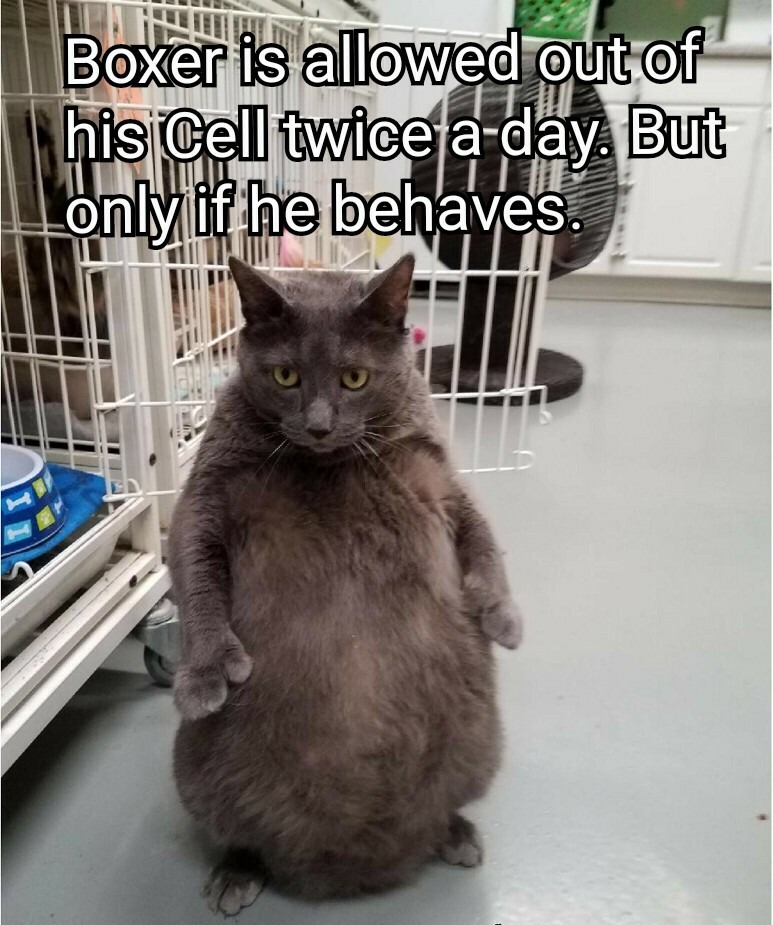 Angry Cat – meme